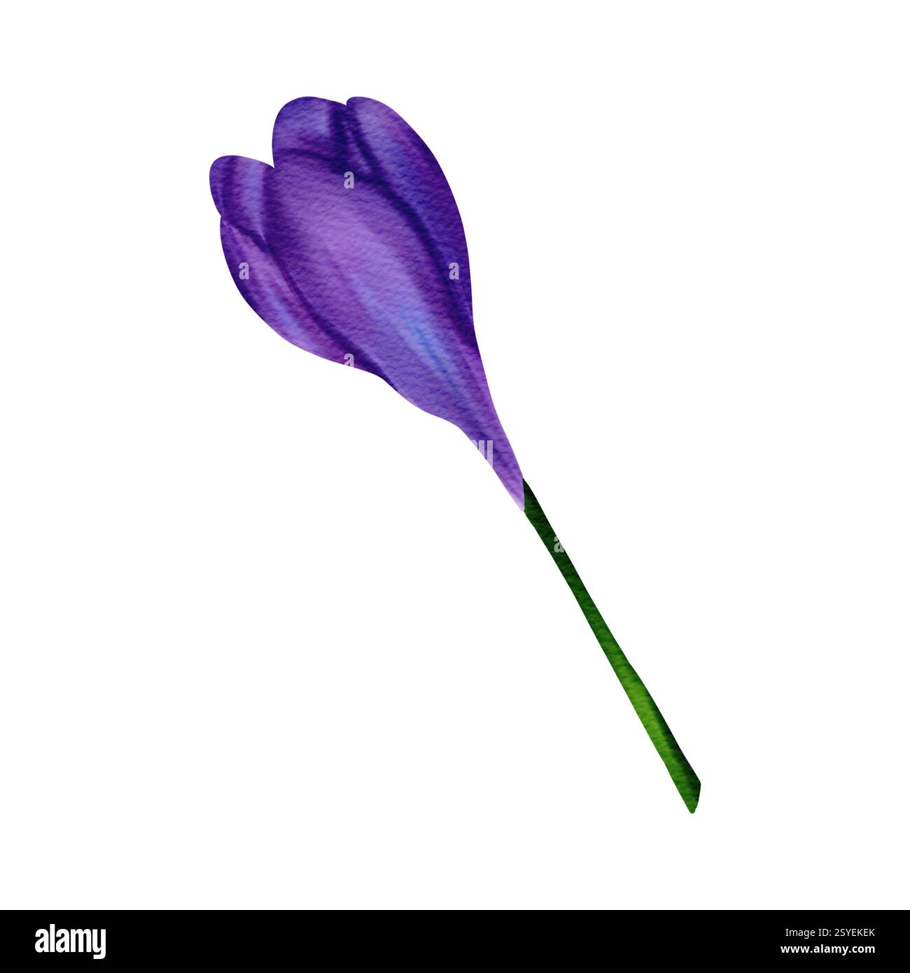 Wunderbarer lila Osterkrokus. Digitale Aquarellillustration, isoliertes Objekt aus einem großen Satz Stockfoto