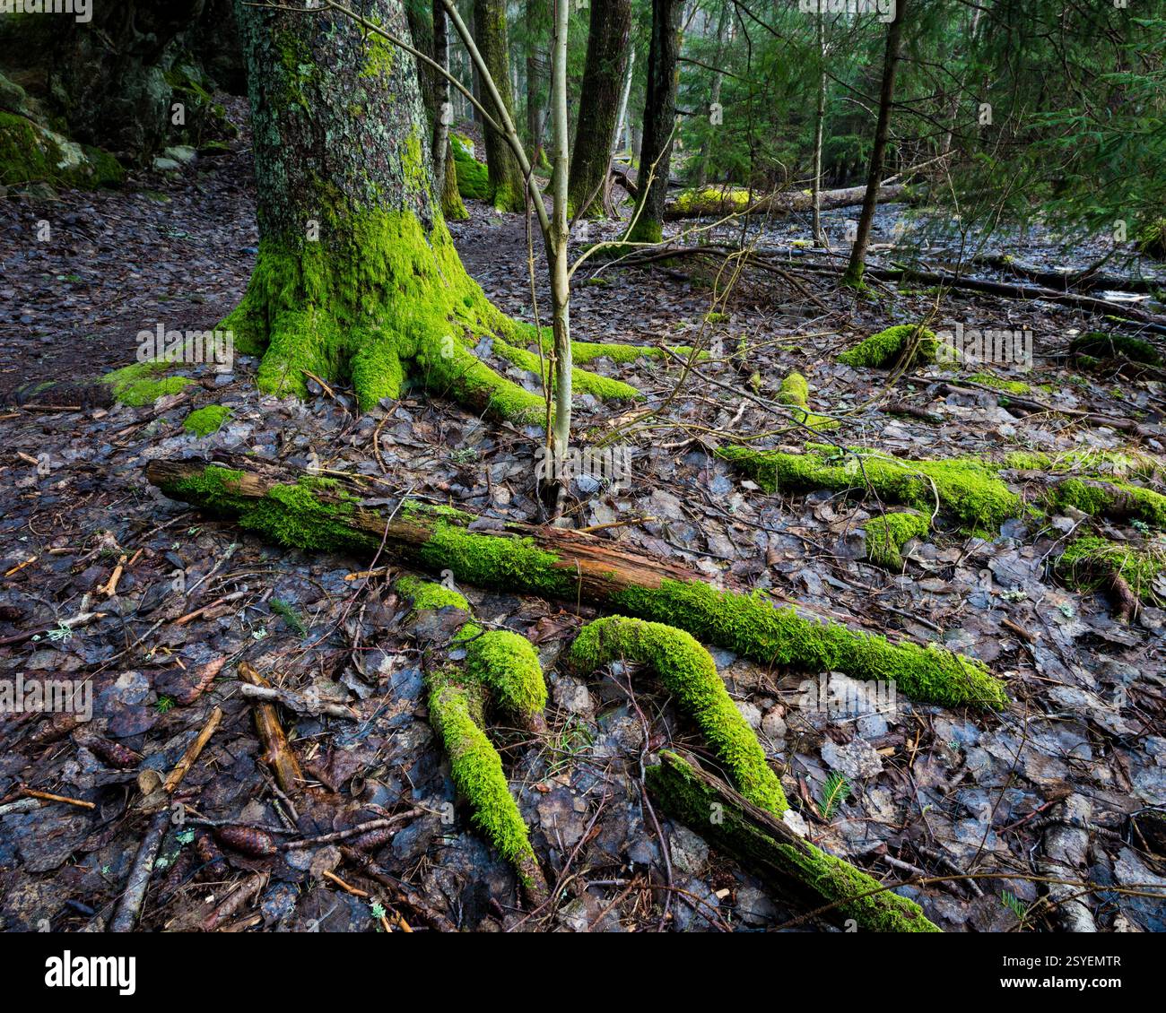 Schönes grünes Moos auf Fichtenbäumen in der Nähe von Hvalbukt bei Årvoldtangen am See Vansjø, Moss kommune, Østfold, Norwegen, Skandinavien. Stockfoto