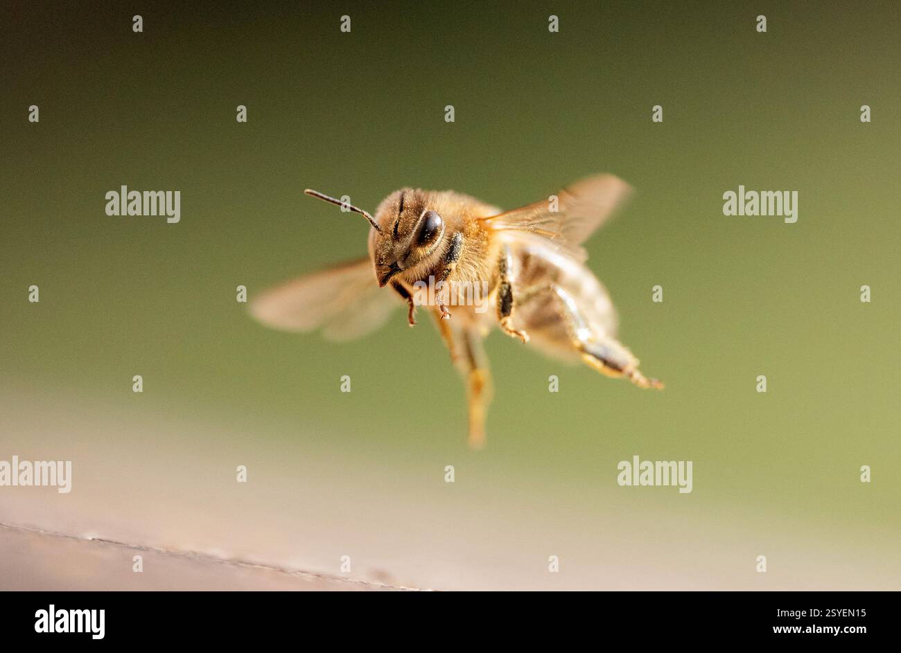Berlin, Deutschland. Februar 2025. Eine Honigbiene (APIs) fliegt zu einem Bienenstock. Quelle: Hauke Schröder/dpa/Alamy Live News Stockfoto
