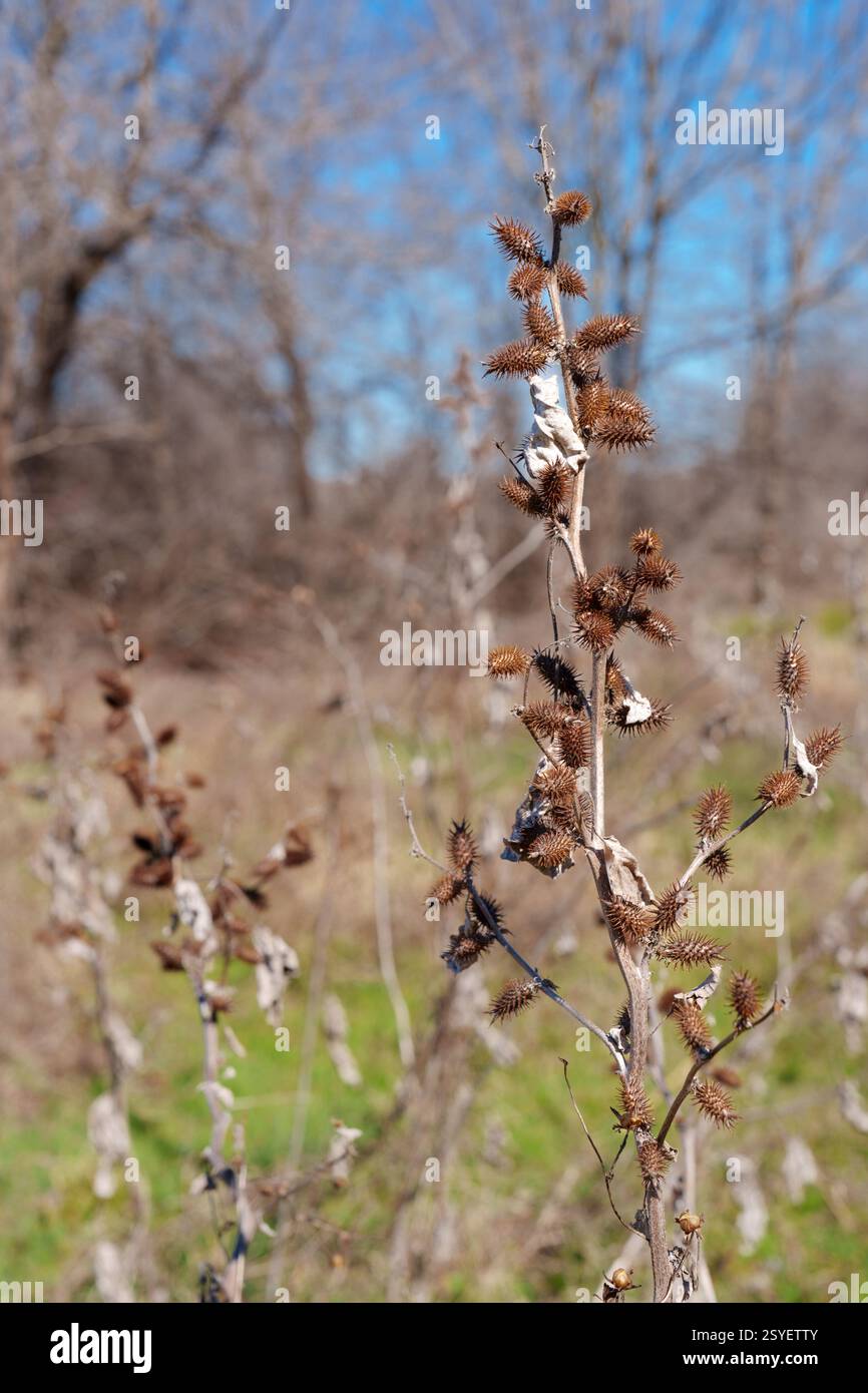Cocklebur-Samenkapseln auf getrockneten Pflanzen im Spätwinter in der Nähe von Benbrook Lake, Texas, USA Stockfoto
