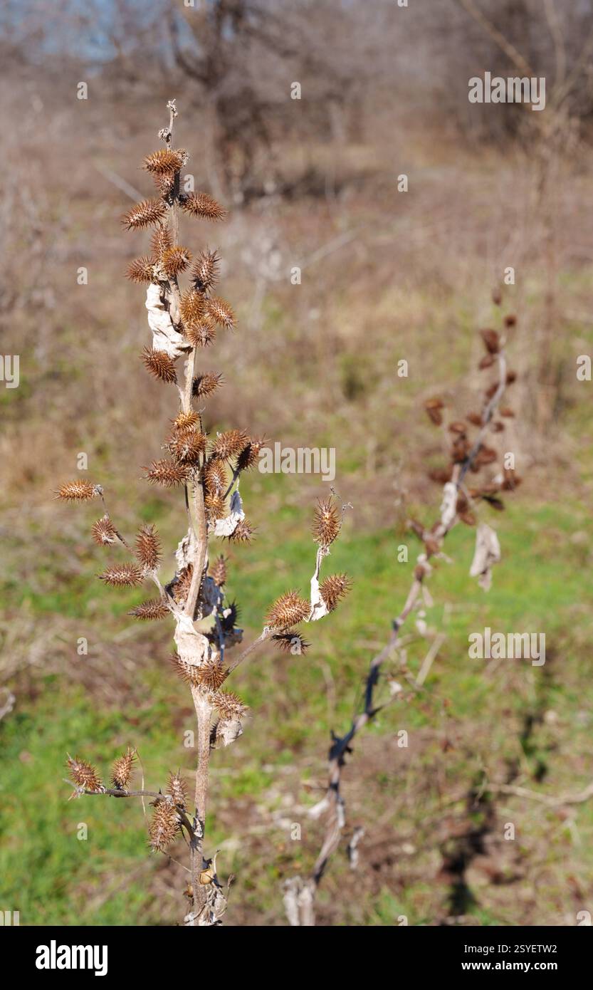 Cocklebur-Samenkapseln auf getrockneten Pflanzen im Spätwinter in der Nähe von Benbrook Lake, Texas, USA Stockfoto