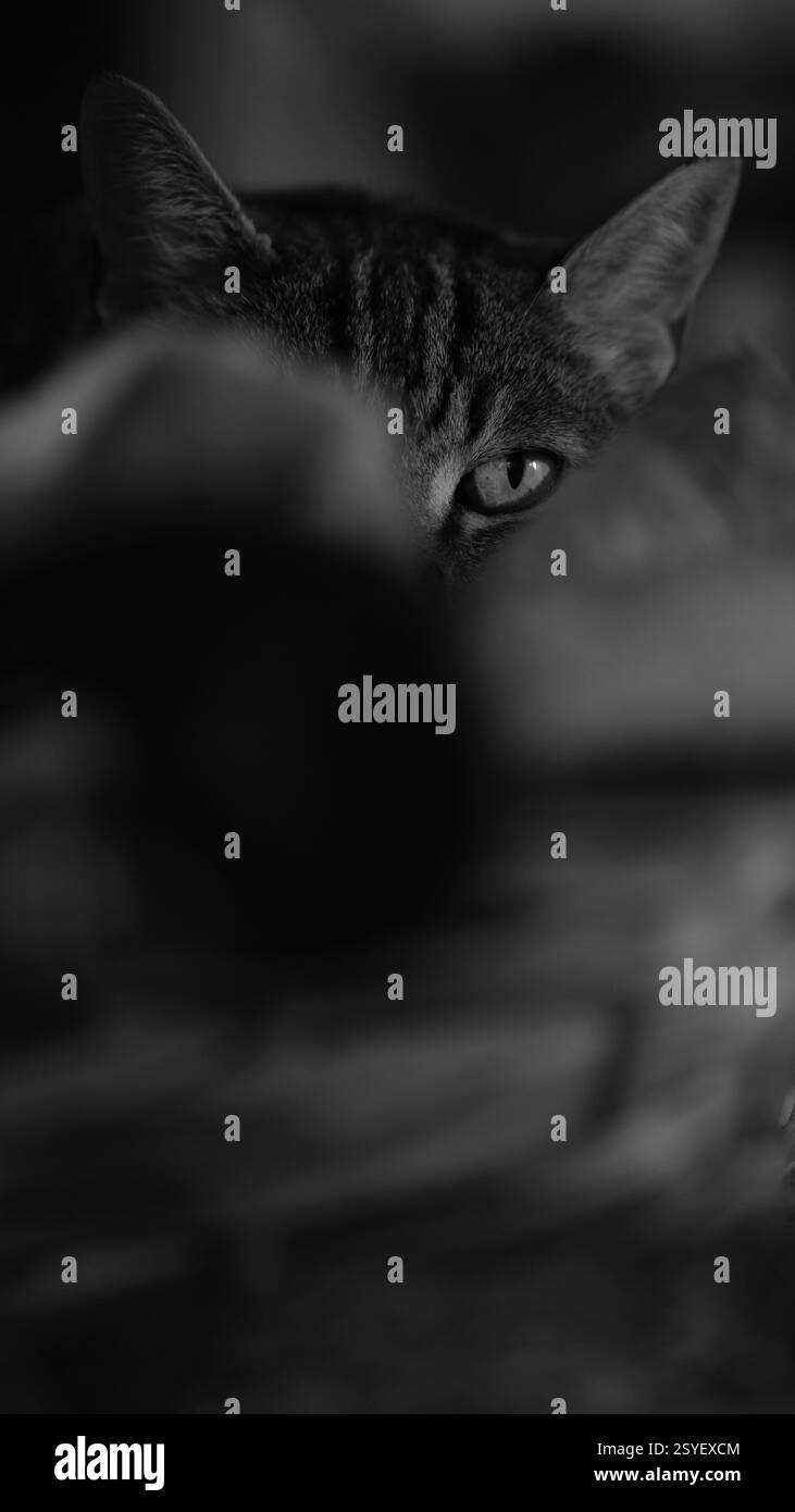 Auffälliges Schwarz-weiß-Porträt, das den intensiven Blick einer Katze einfängt. Stockfoto