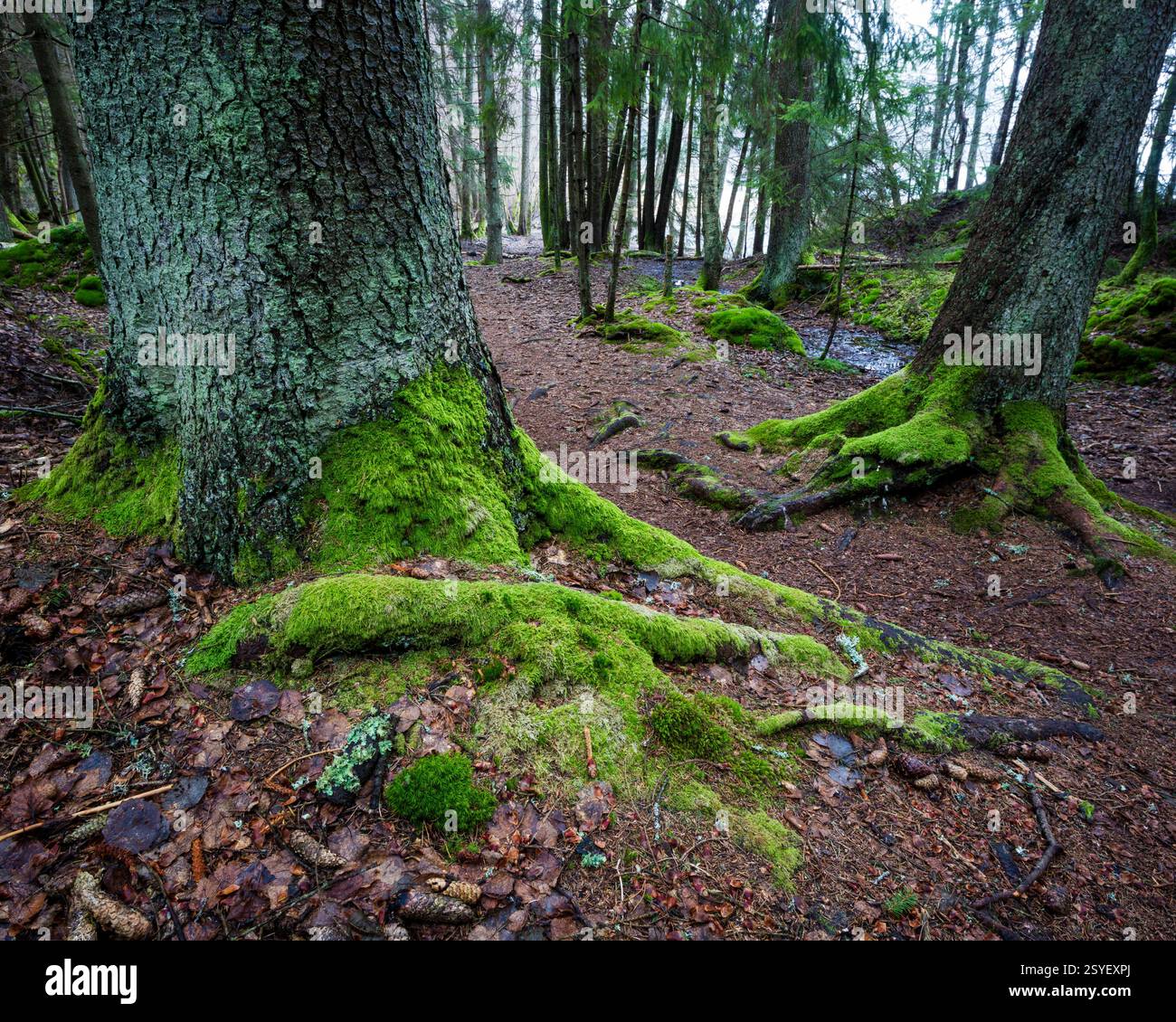 Schönes grünes Moos auf Fichtenbäumen in der Nähe von Hvalbukt bei Årvoldtangen am See Vansjø, Moss kommune, Østfold, Norwegen, Skandinavien. Stockfoto