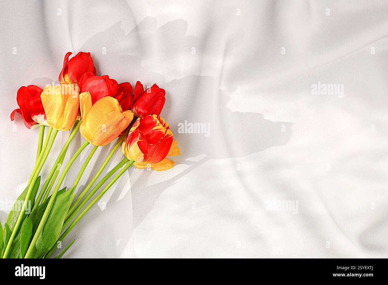 Schöne Frühlingsblumen Tulpen auf sonnigem Hintergrund, Banner. Abstraktes Blumenarrangement, Stillleben mit Platz für Text, florale Weihnachtskarte, Summe Stockfoto
