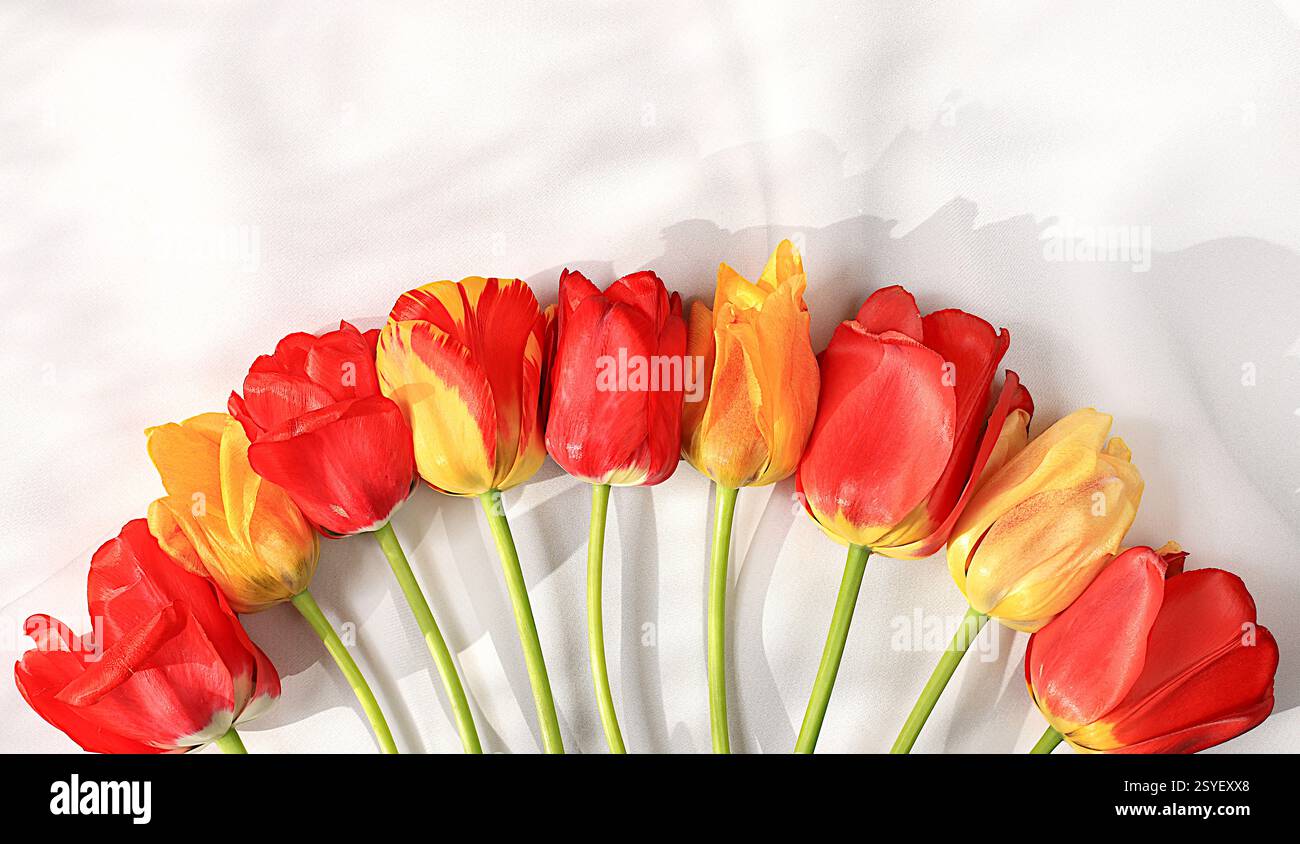 Schöne Frühlingsblumen Tulpen auf sonnigem Hintergrund, Banner. Abstraktes Blumenarrangement, Stillleben mit Platz für Text, florale Weihnachtskarte, Summe Stockfoto
