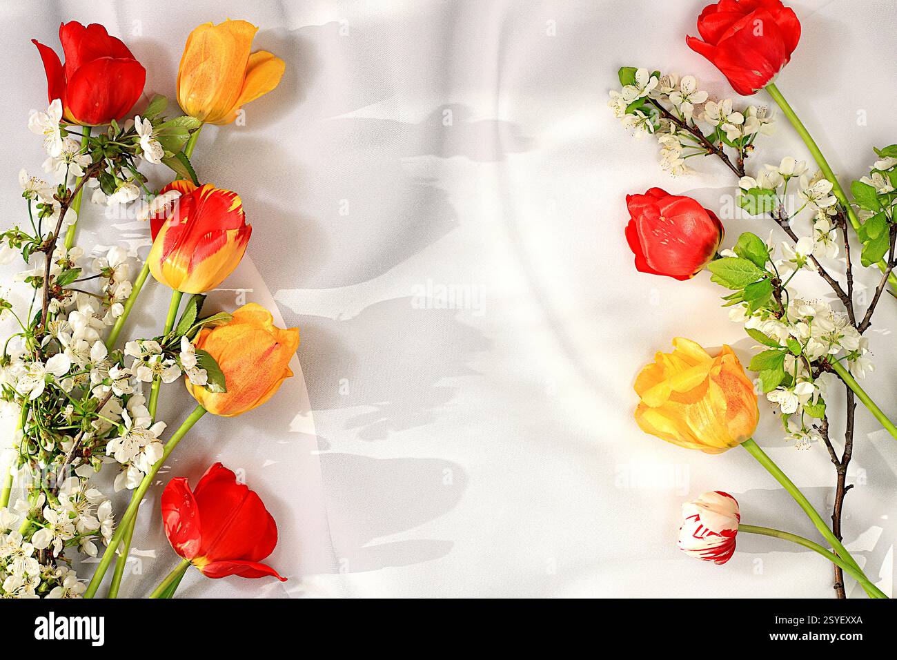 Eleganter Hintergrund mit blühenden Kirschzweigen und Tulpen mit Platz für Text, Vorlage für Design, Banner, abstraktes Blumenarrangement, florale Ho Stockfoto