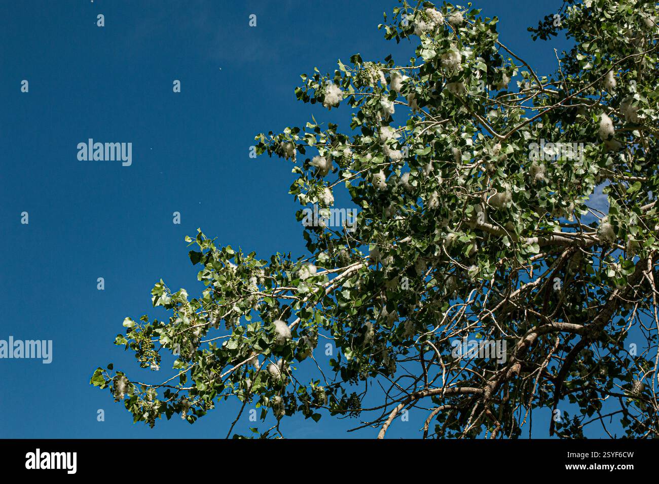 Ein hoher Baumwollbaumbaum mit Samenkapseln mit baumwollähnlichen Fäden. Stockfoto