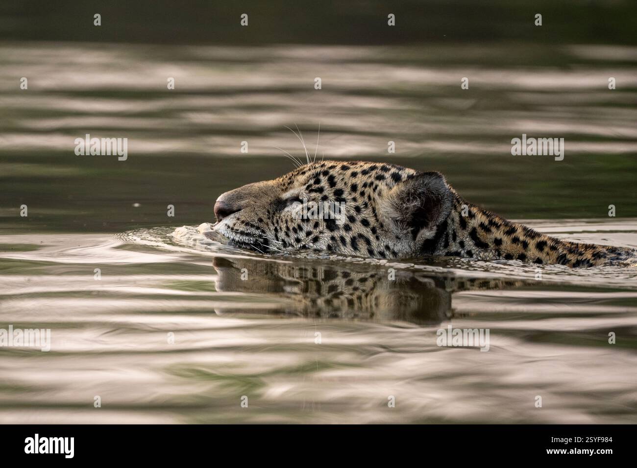 Jaguar schwimmt über den schwarzen Fluss im Pantanal Stockfoto