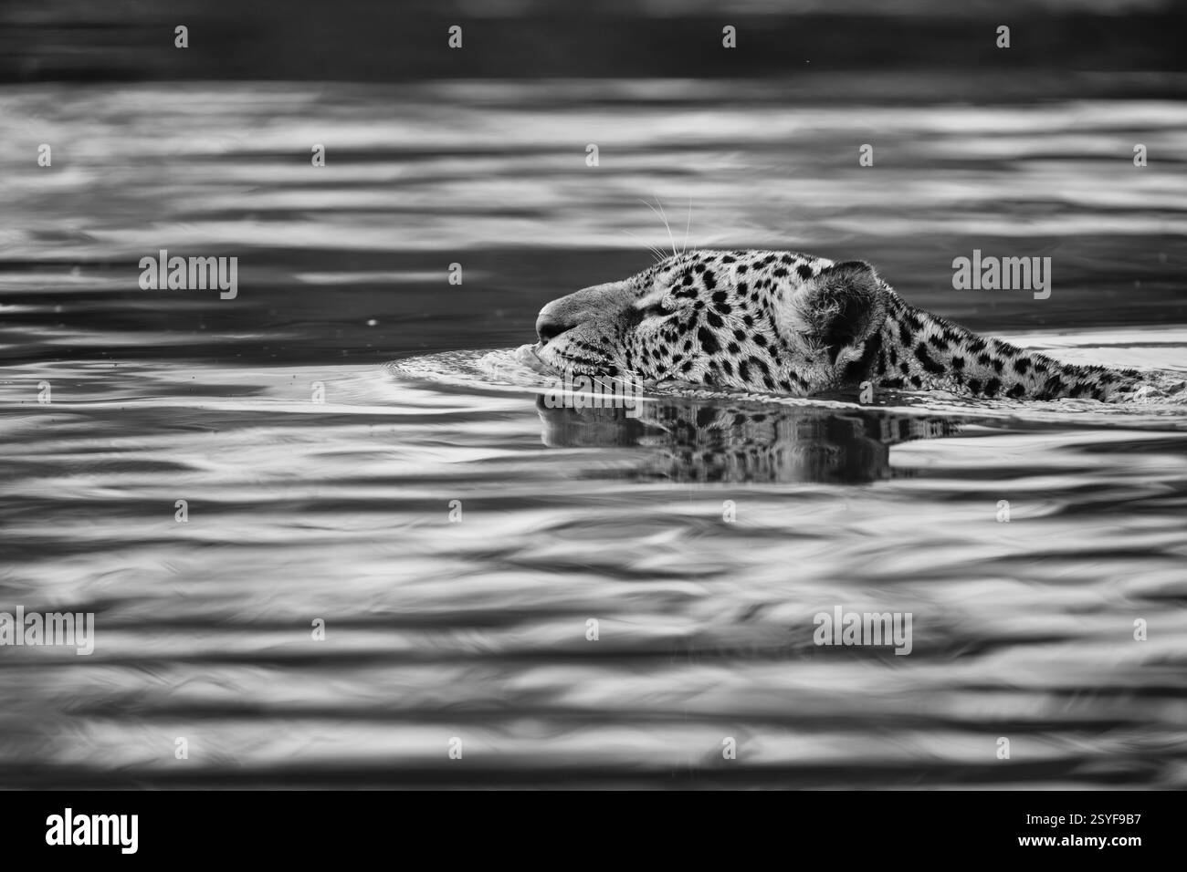 Jaguar schwimmt über den schwarzen Fluss im Pantanal. Schwarz-weiß Stockfoto