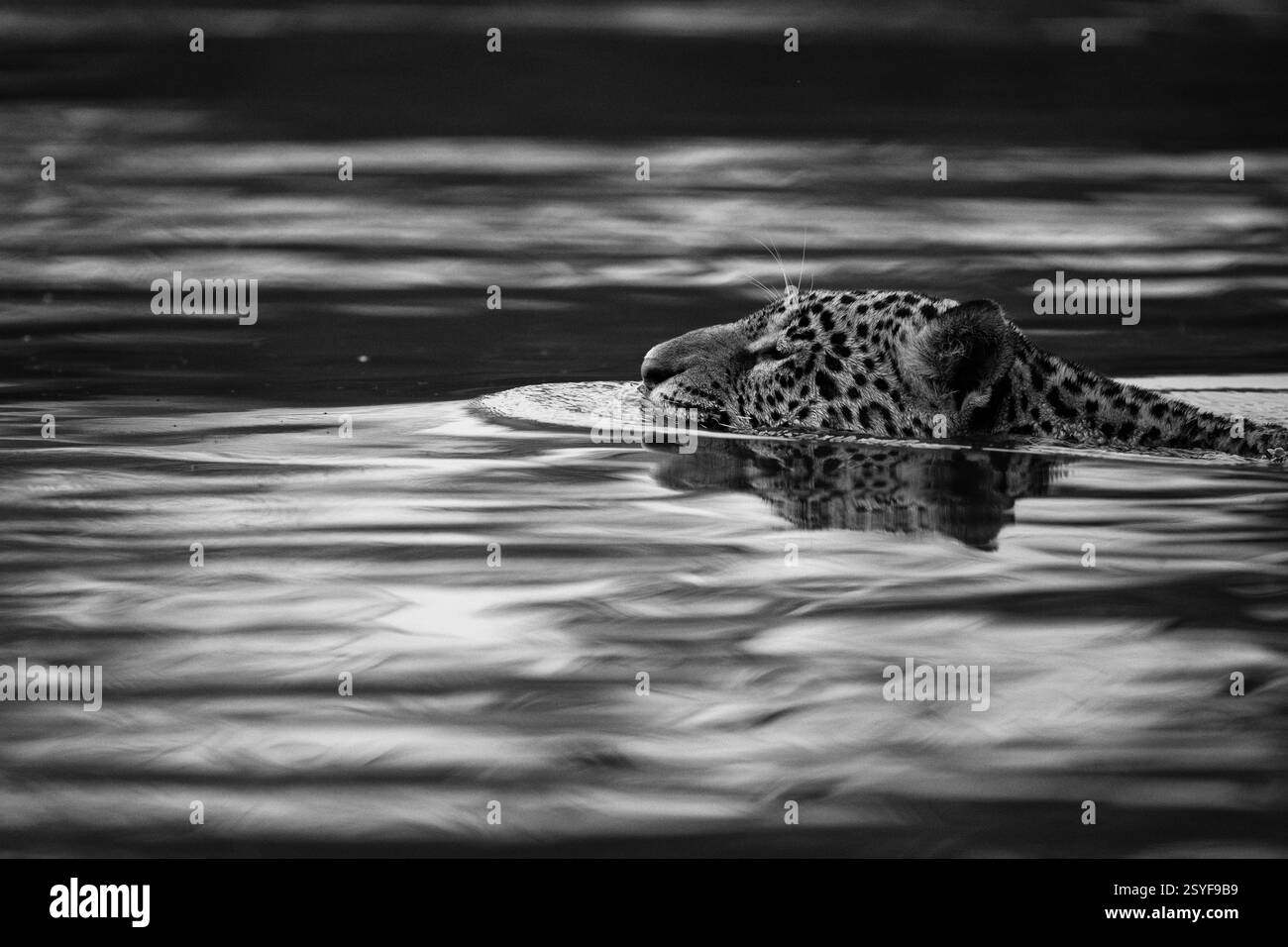 Jaguar schwimmt über den schwarzen Fluss im Pantanal. Schwarz-weiß Stockfoto