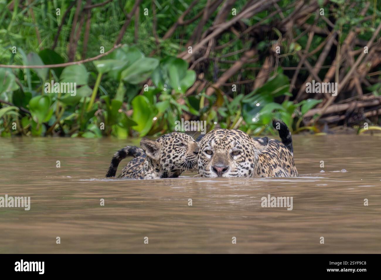Jaguar und Jungtier schwimmen in einem Fluss im Pantanal Stockfoto