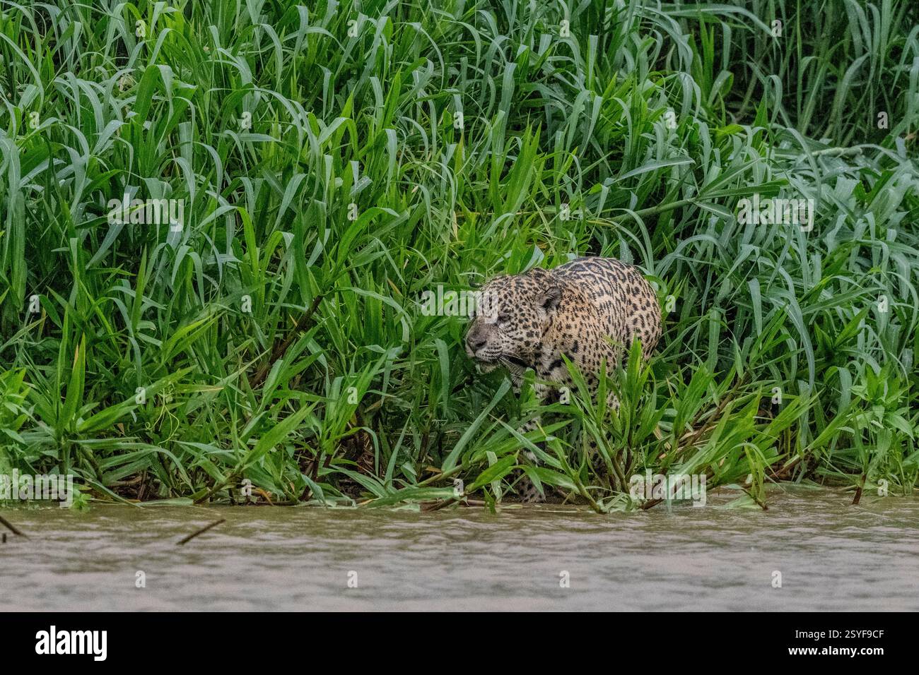 Jagurar ist im Begriff, in einen Fluss im Pantanal einzudringen Stockfoto