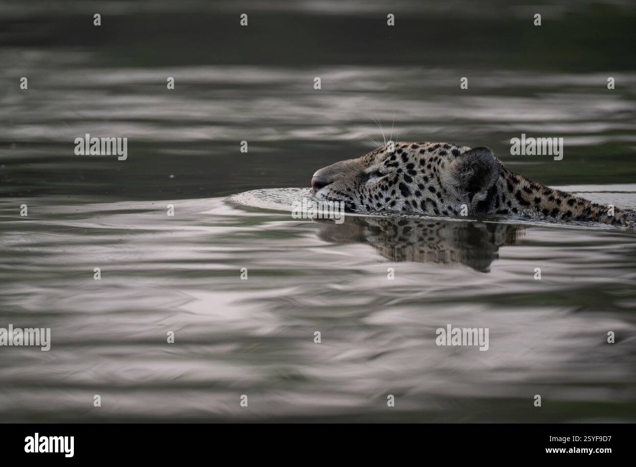 Jaguar schwimmt über den schwarzen Fluss im Pantanal. Schwarz-weiß Stockfoto