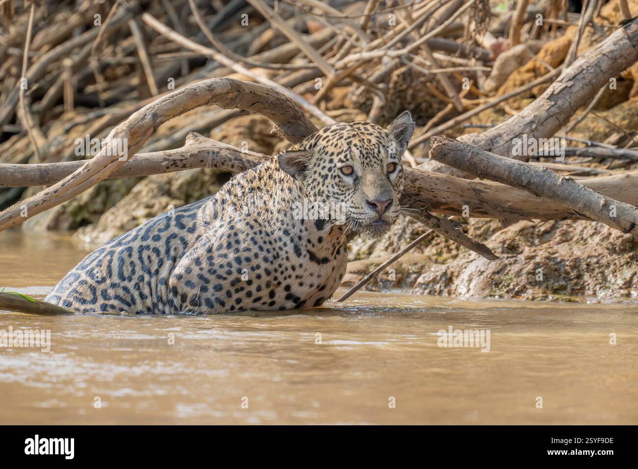 Jaguar Brust tief im Wasser auf der Suche nach Beute Stockfoto