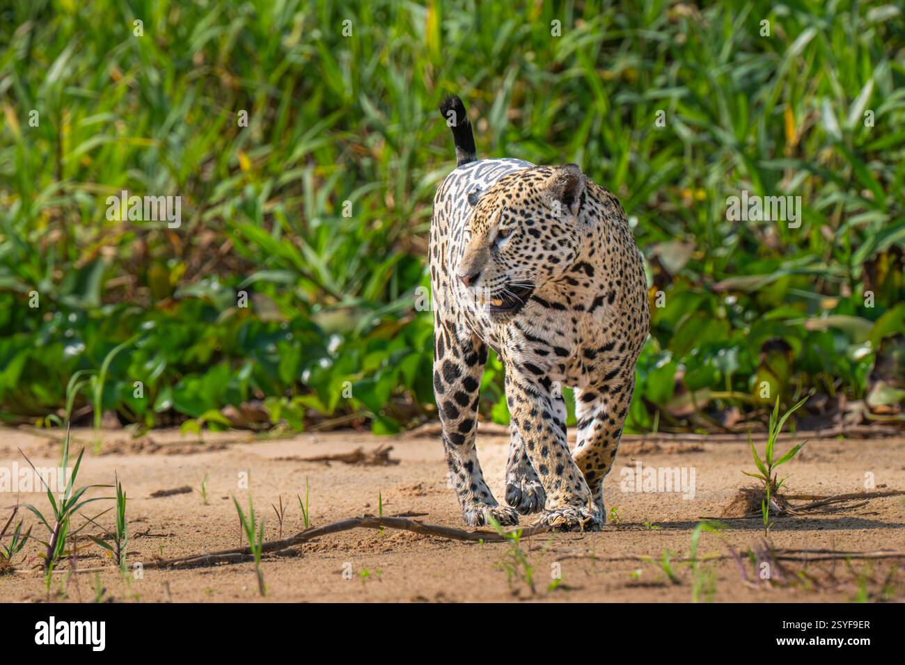 Jaguar läuft entlang eines Flussufers im Pantanal auf der Suche nach Beute Stockfoto