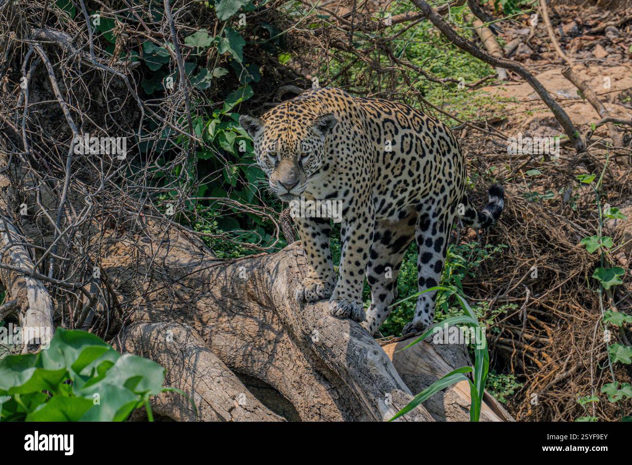 Jaguar posierte auf einem Baumstamm mit Blick auf einen Fluss und jagte nach Kaimanen Stockfoto