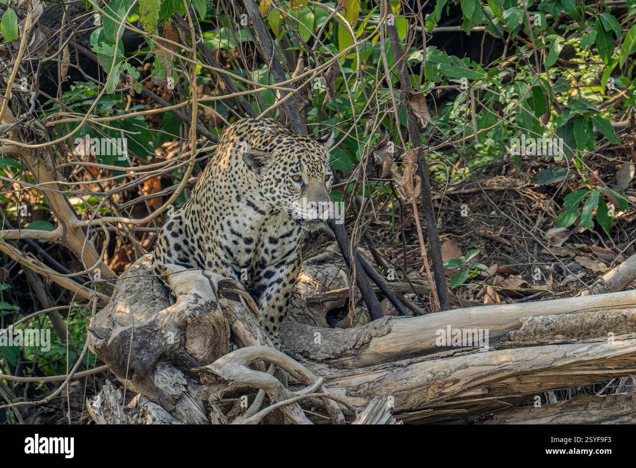 Jaguar posierte auf einem Baumstamm mit Blick auf einen Fluss und jagte nach Kaimanen Stockfoto