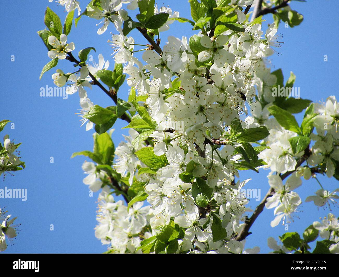 Wei Bluhende Baume Im Fruhling