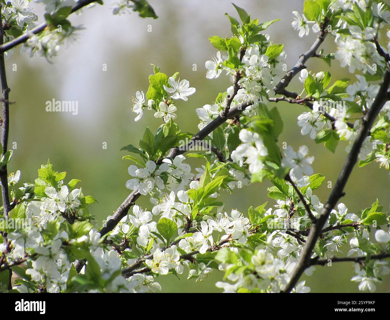 Wei Bluhende Baume Im Fruhling