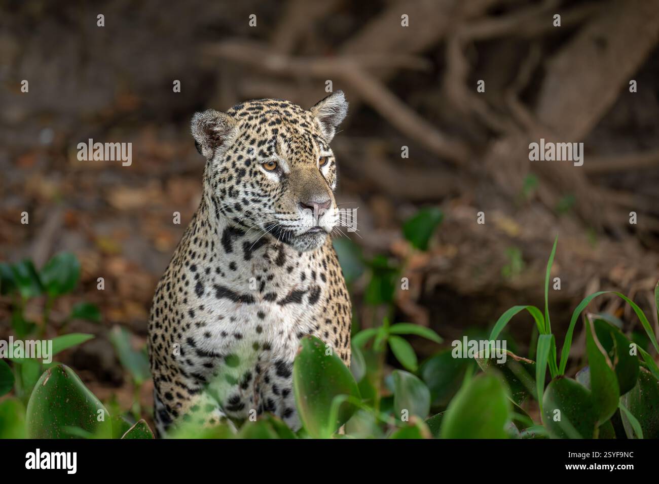 Jaguar mit Blick auf den Fluss im Pantanal suche ich nach Beute Stockfoto