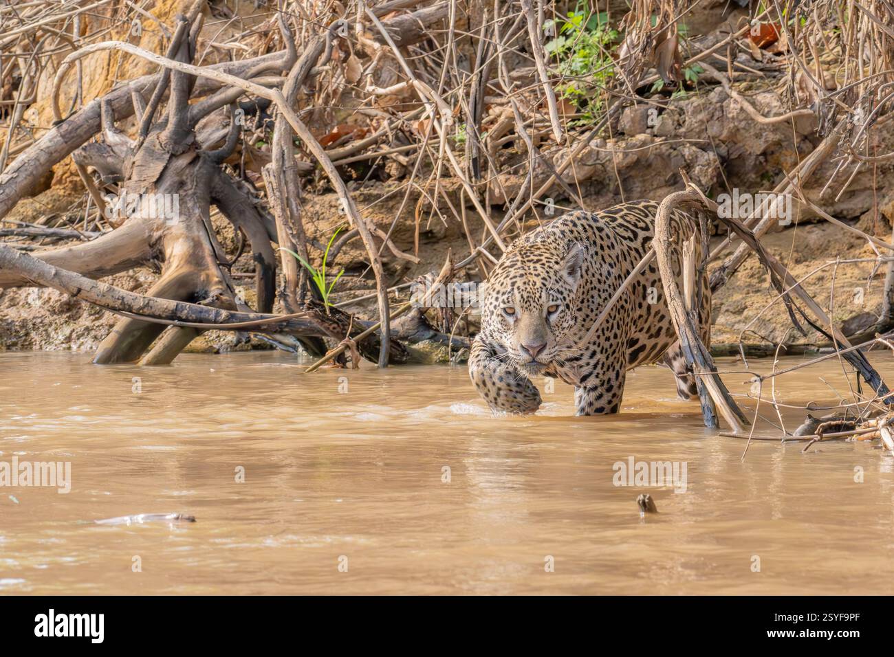 Jaguar geht knöcheltief in den Fluss, während er nach Beute jagt Stockfoto