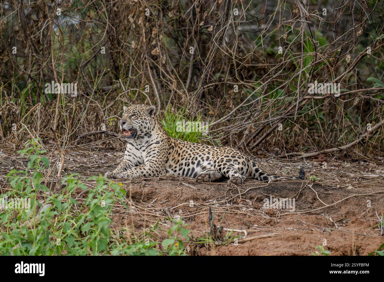 Jaguar ruht auf einer Ridbank im Pantanal Stockfoto
