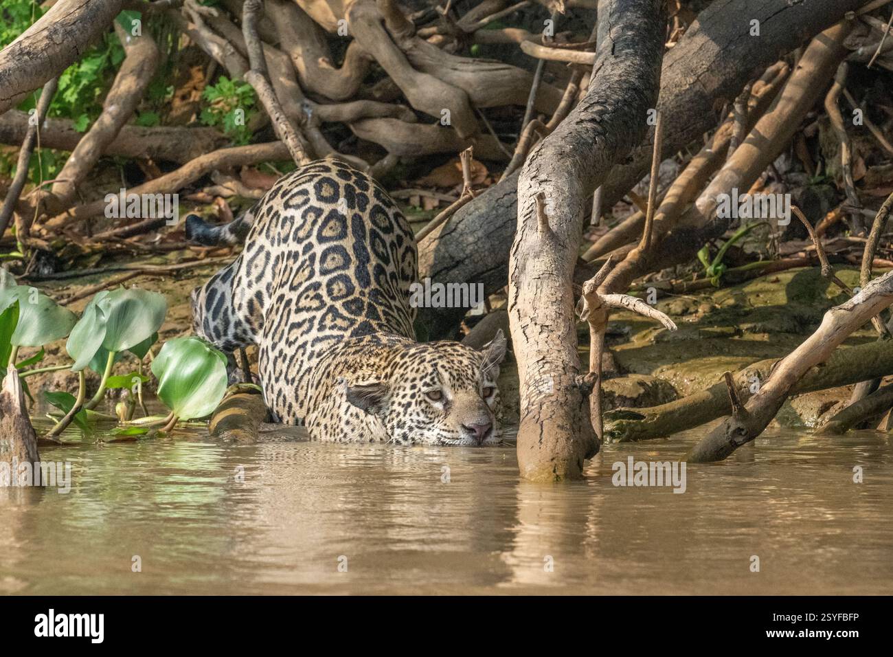 Jaguar tritt zu Beginn einer Jagd in den Fluss ein. Er bewegt sich um einen alten Baumstamm Stockfoto