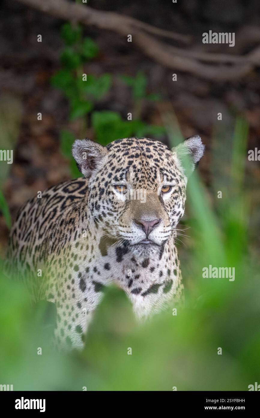 Jaguar Porträt – umgeben von grünem Laub Stockfoto