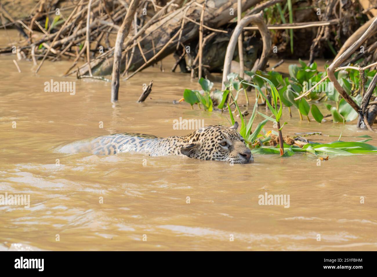 Jaguar ist vollständig eingetaucht und schwimmt in einem Fluss Stockfoto