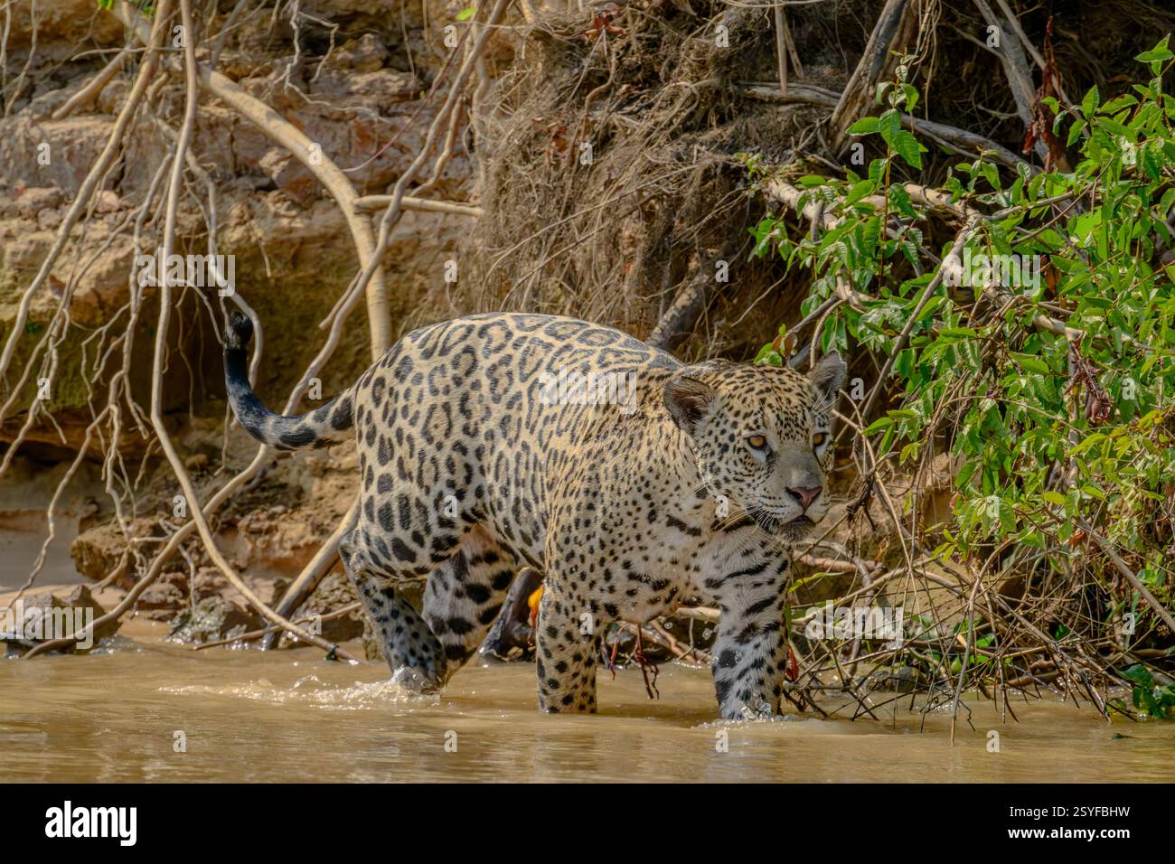 Jaguar geht knöcheltief in den Fluss, während er nach Beute jagt Stockfoto