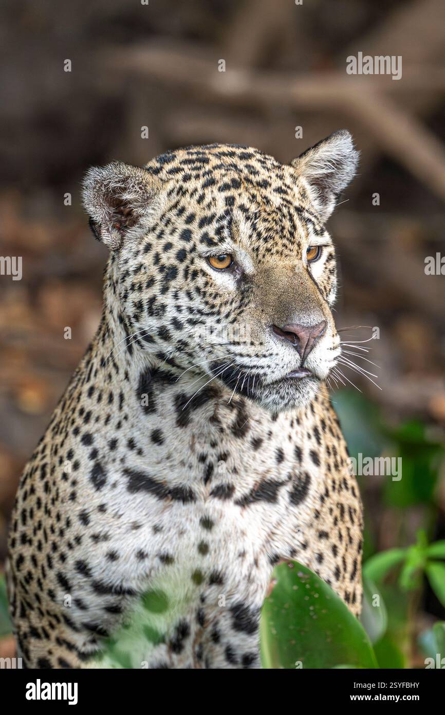 Kopf- und Schulterporträt eines jaguar im pantanal Stockfoto
