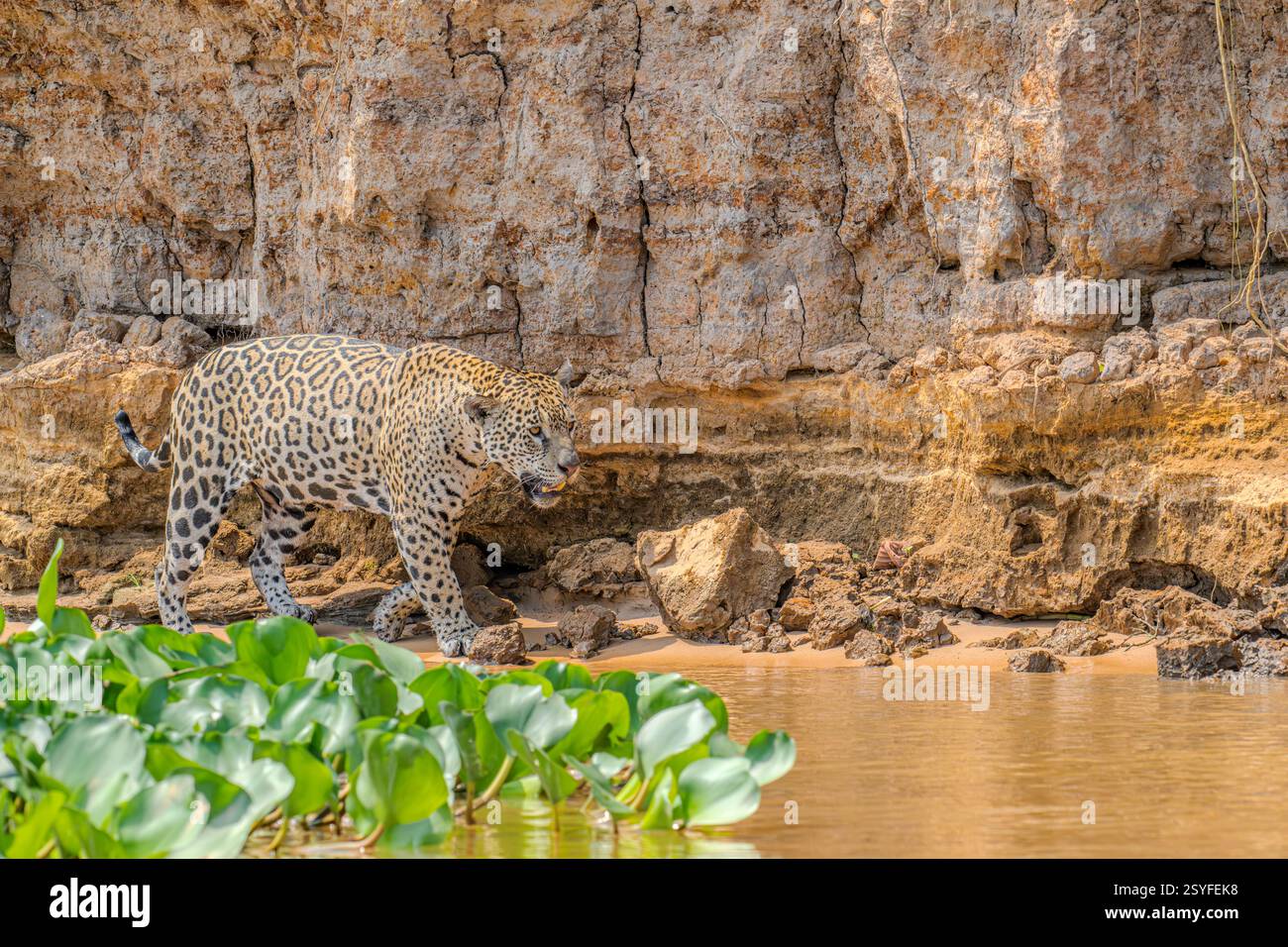 Jaguar auf der Jagd im pantanal, der entlang einer Flussklippe läuft Stockfoto