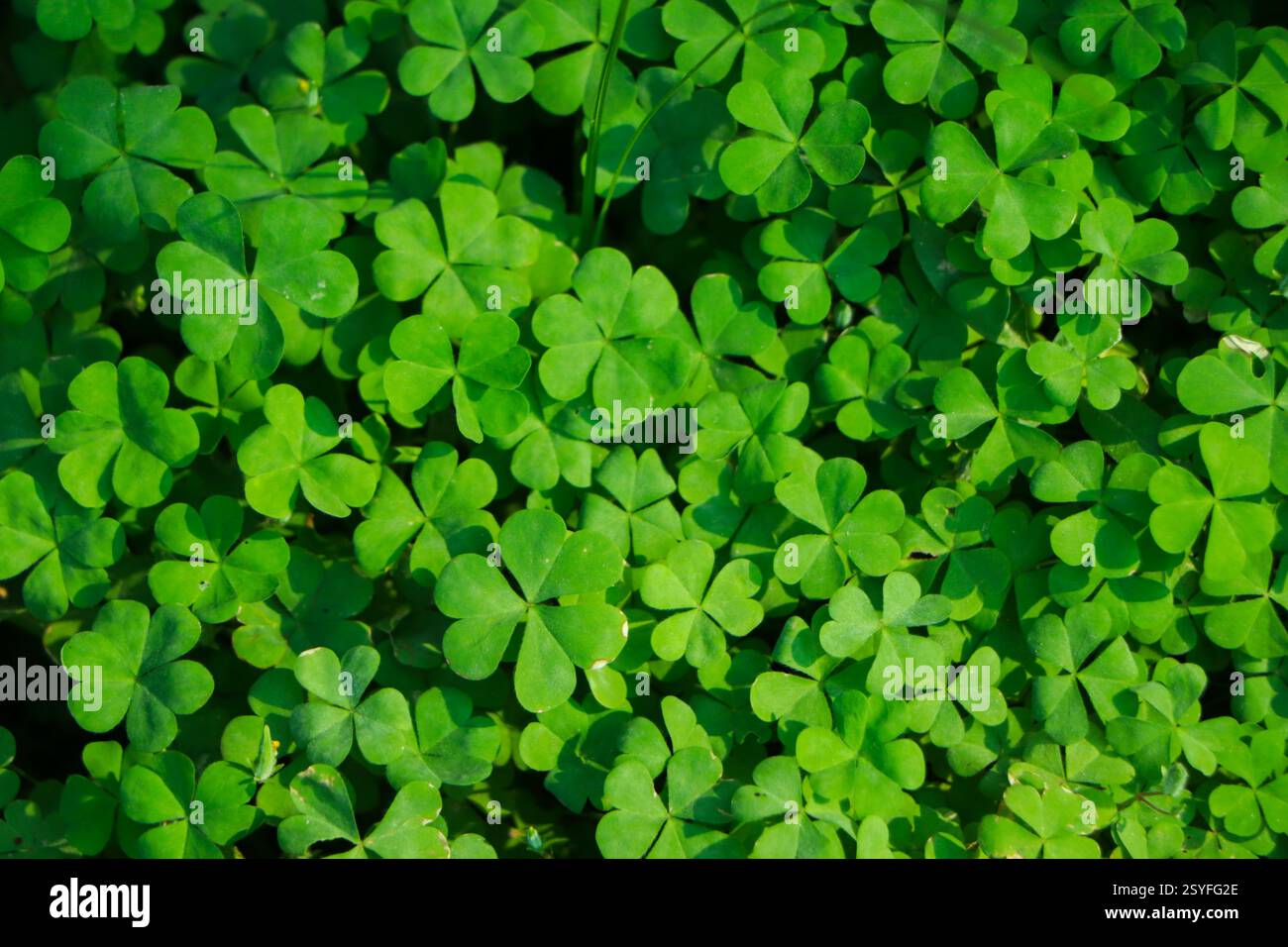Kleeblatt mit vier Blättern auf grünem Kleeblatt Hintergrund Stockfoto