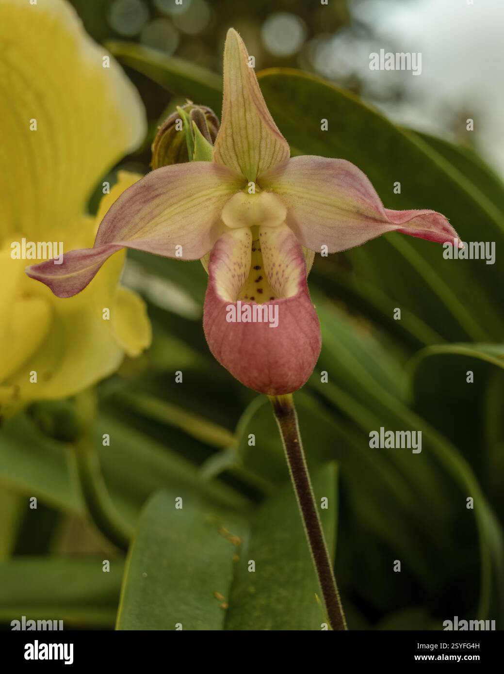 Makrofotografie einer exotischen Venus-Slipper-Orchideenblume, aufgenommen in einer Gärtnerei auf einer Farm in der Nähe der Kolonialstadt Villa de Leyva in Kolumbien. Stockfoto