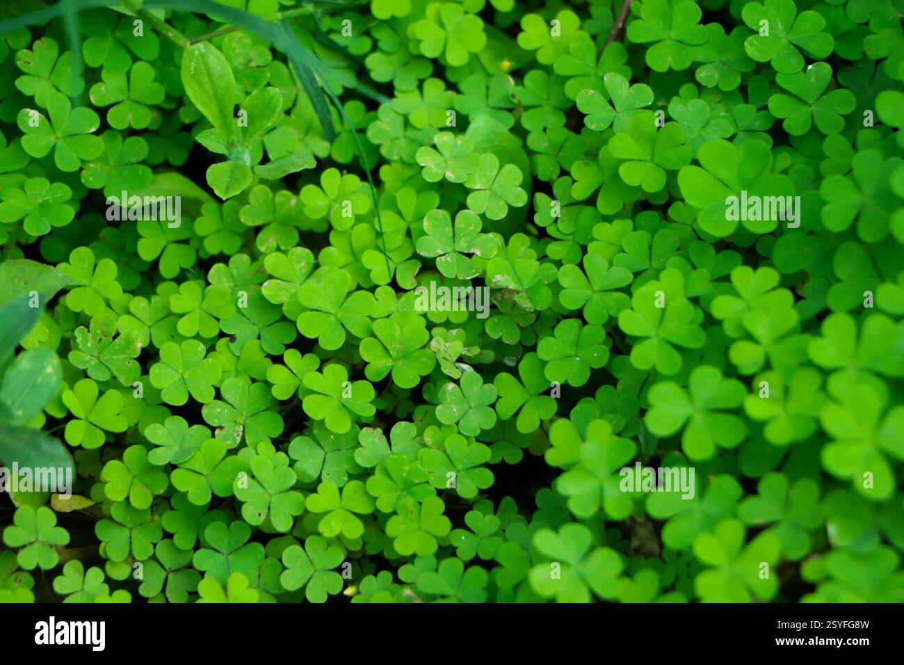 Kleeblatt mit vier Blättern auf grünem Kleeblatt Hintergrund Stockfoto
