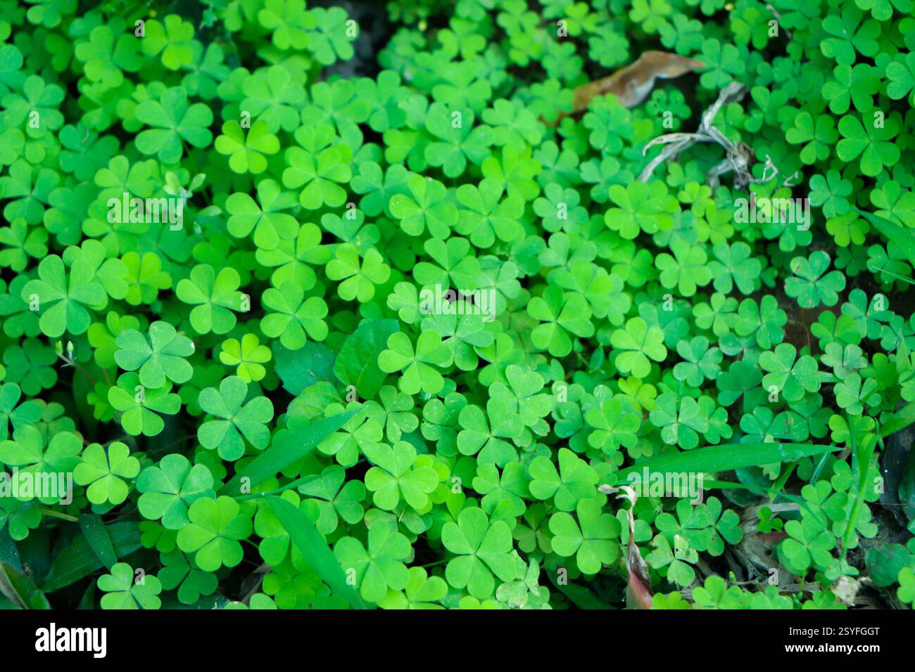 Kleeblatt mit vier Blättern auf grünem Kleeblatt Hintergrund Stockfoto