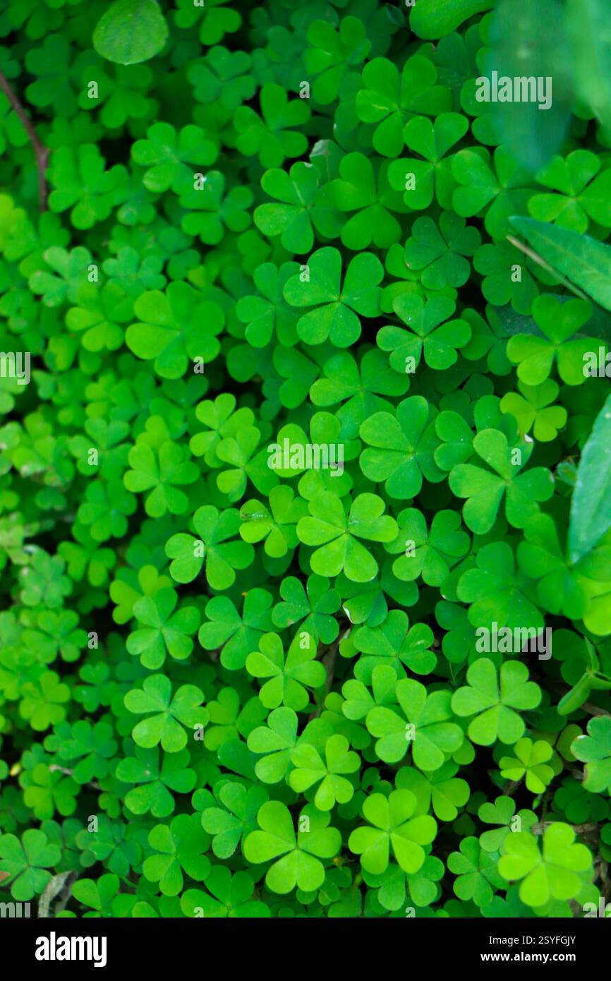Kleeblatt mit vier Blättern auf grünem Kleeblatt Hintergrund Stockfoto