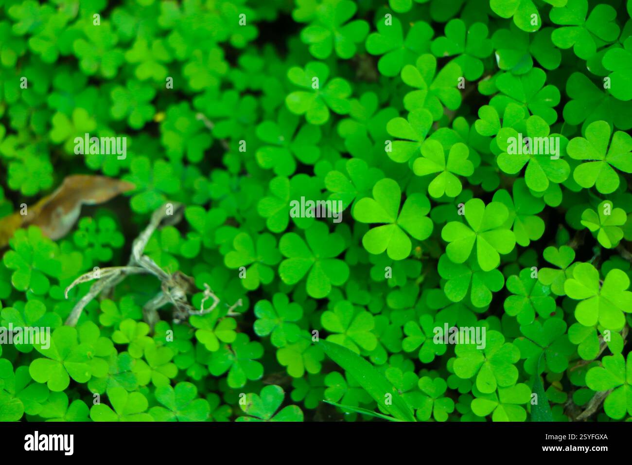 Kleeblatt mit vier Blättern auf grünem Kleeblatt Hintergrund Stockfoto