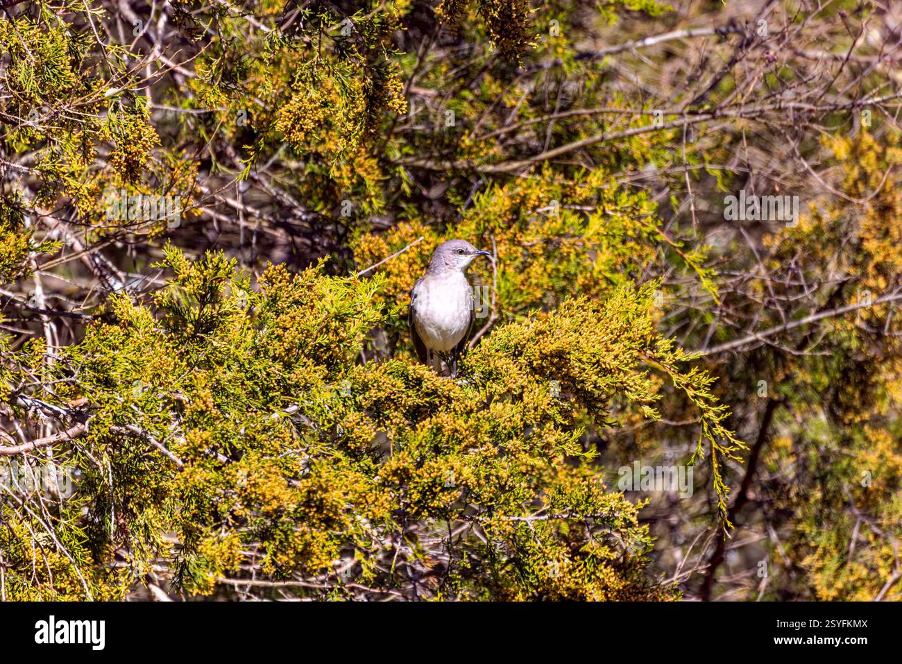 Der nördliche Spottvogel (Mimus polyglottos), ein Vogel, der in Nordamerika häufig vorkommt Stockfoto