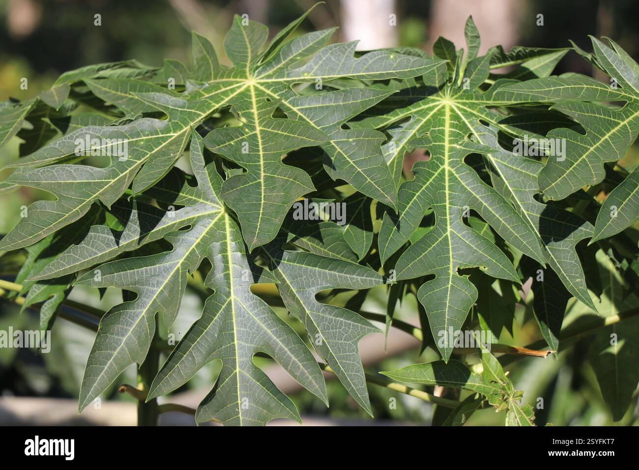 Frische grüne Blätter einer Papaya-Pflanze, die natürlichem Sonnenlicht ausgesetzt ist. Blatt einer Papayapflanze mit medizinischen Eigenschaften Stockfoto