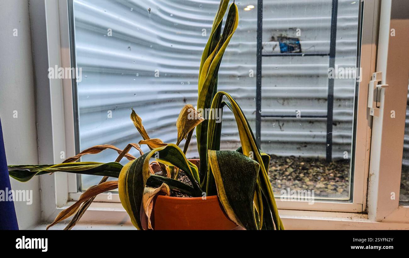 Eine lebendige Innenpflanze mit gewellten und getrockneten Blättern sitzt in einem Terrakotta-Topf. Dahinter, ein regnerisches Fenster zeigt Tropfen, die durch das Glas gleiten, kreati Stockfoto