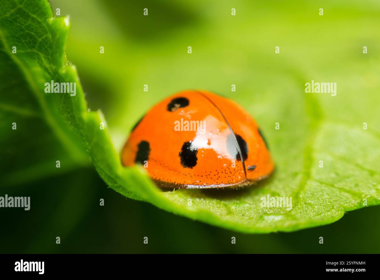Makro von Käfer-Insekten (Marienkäfer) orange und Punkt schwarz Farbe nah auf dem grünen Blatt oder lassen Sie in der Natur Stockfoto