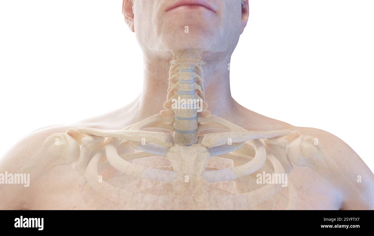 Vordere Halswirbelsäule, Illustration. Stockfoto