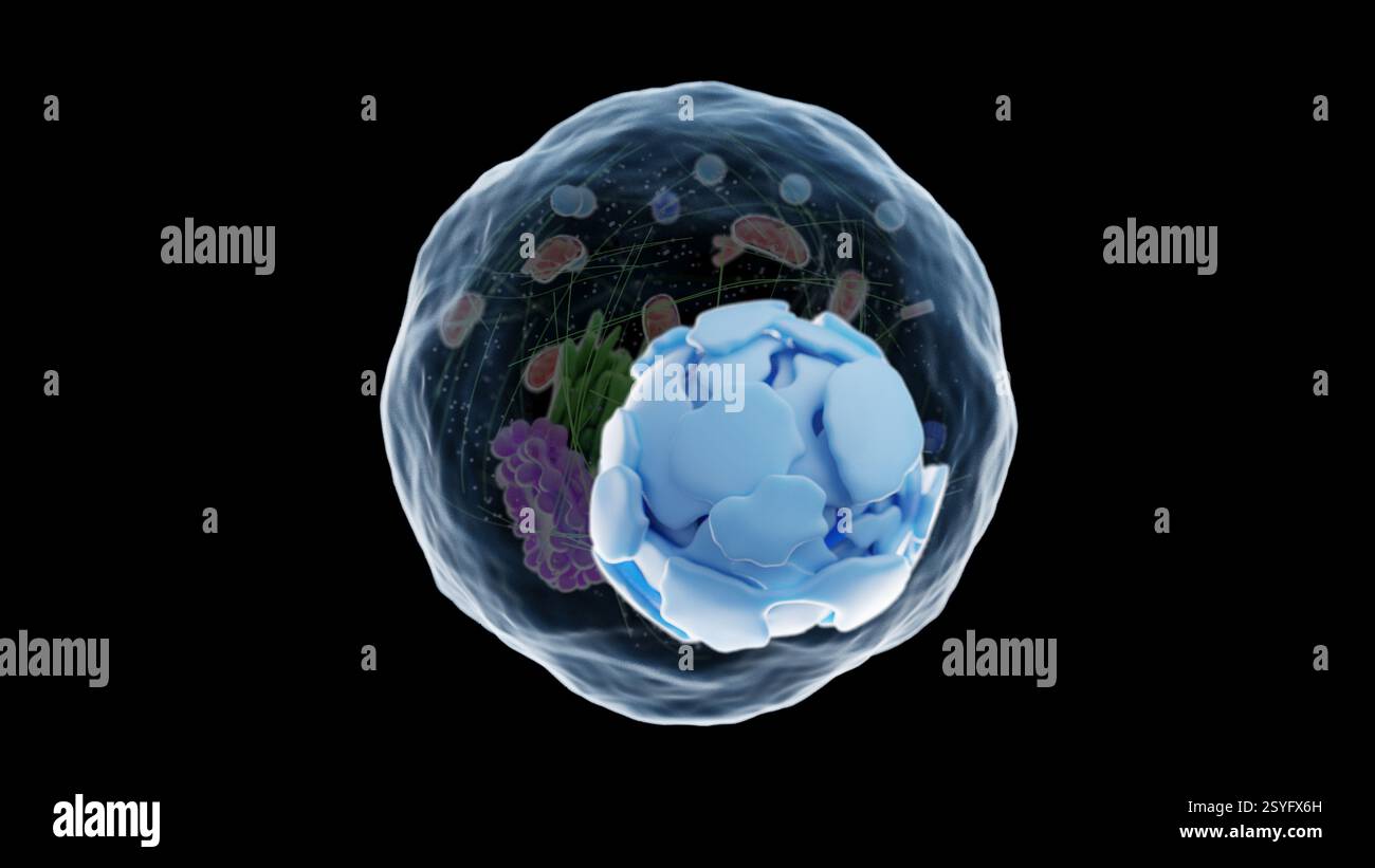 Endoplasmatisches Retikulum, Illustration. Stockfoto