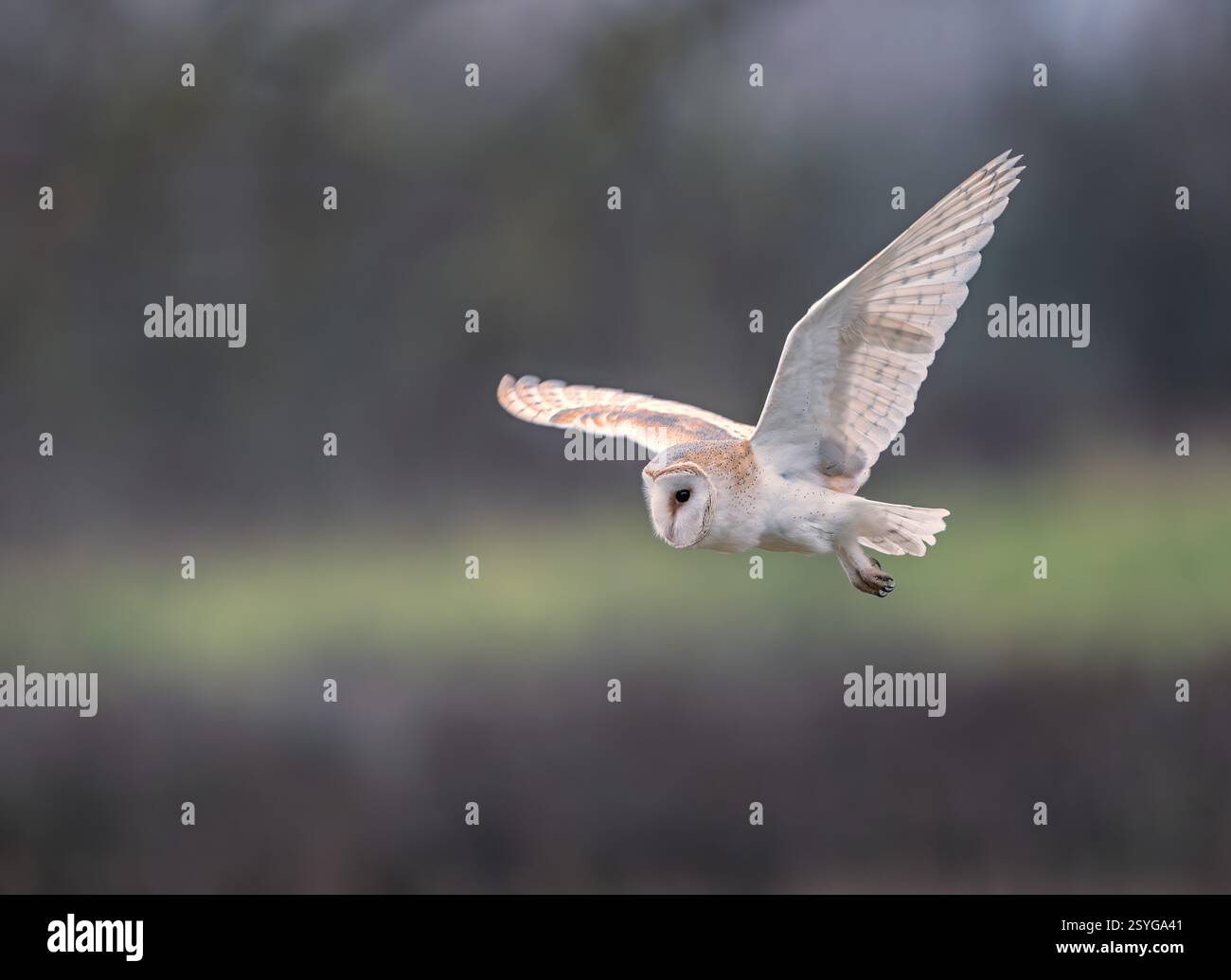 Scheuneneule (Tyto alba) jagen bei Tageslicht über Ackerland in North Norfolk, Großbritannien Stockfoto