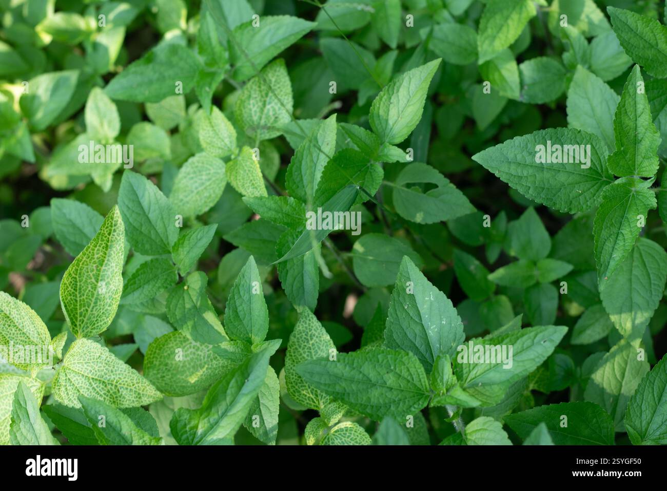 Wissenschaftliche Bezeichnung Ageratum conyzoides. Gebräuchlicher Name tropischer Weißgras. Sie ist als invasive Pflanze in mehreren Plantagenkulturen, einschließlich Zitrusfrüchten, aufgeführt Stockfoto