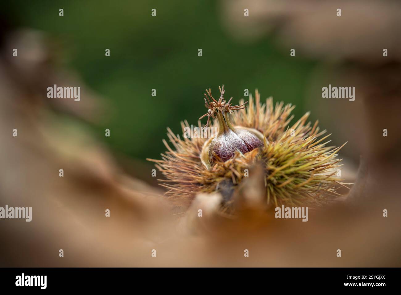 Süßkarastanie; Castanea sativa; Nuss; UK Stockfoto