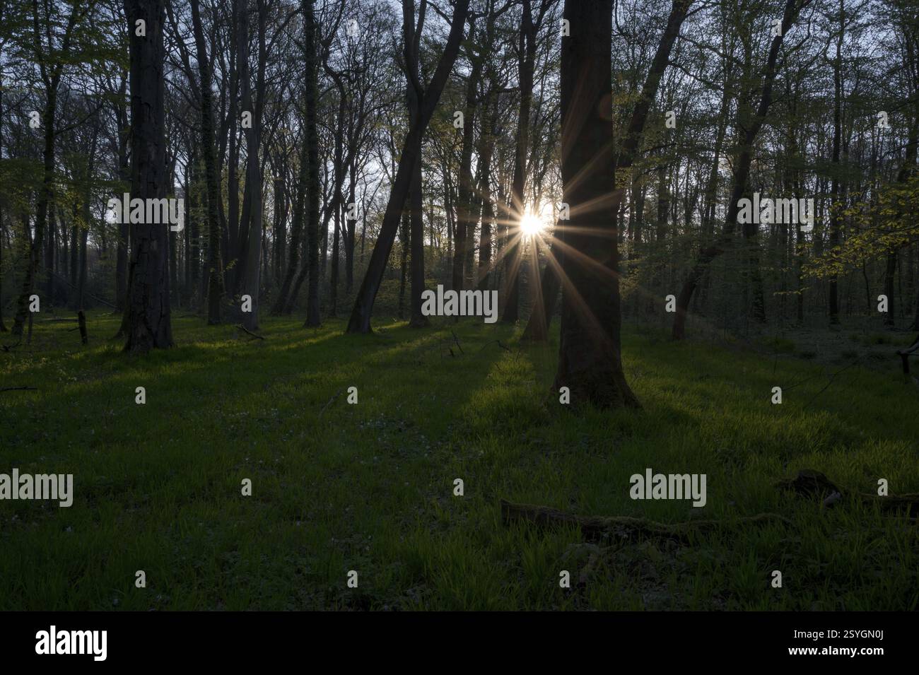 Buchenwald im Frühling, mit Sonnenstern, Morgen, Bottrop, Ruhrgebiet, Nordrhein-Westfalen, Deutschland, Europa Stockfoto
