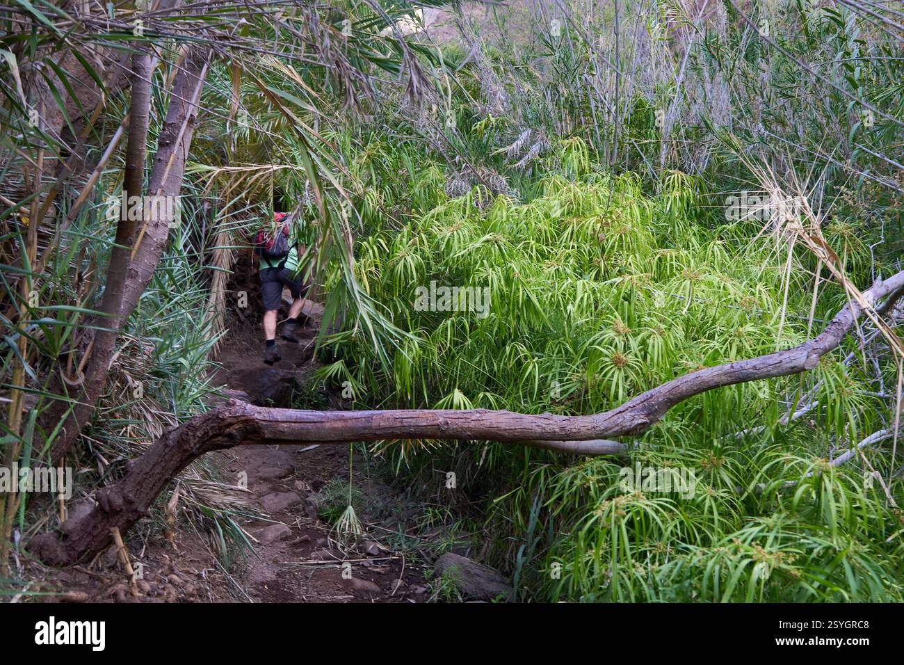 Wanderung zum Wasserfall, Salto de Agua, Cascada de Arure, Pfad durch das Bachtal, Barranco Guoro, bei El Guro, La Gomera, Kanaren Stockfoto