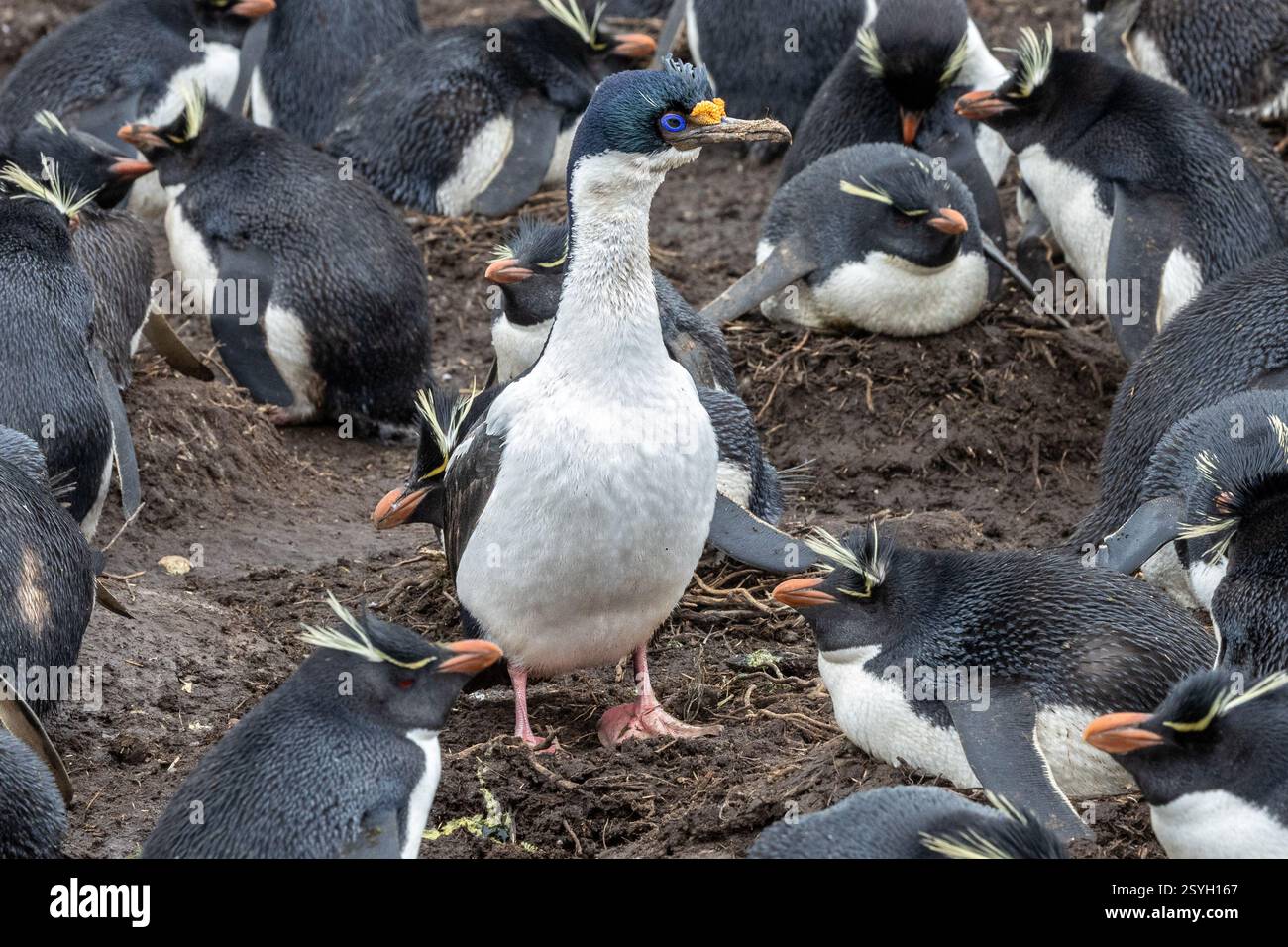 Kaiserlicher Kormoran in der südlichen Rockhopper-Pinguinkolonie, Pebble Island, Falklandinseln Stockfoto